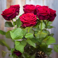 Dutch Roses